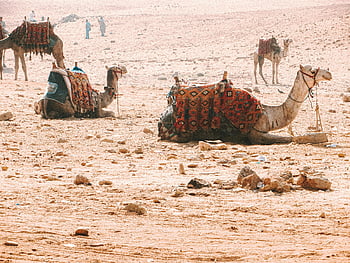 camels, sand, dry desert, colorful saddles, resting camels, vast desert, sunlit desert, desert landscape, desert animals, desert scenery, desert wildlife