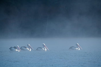 australský pelikán, Austrálie, divoký, pták, ptačí, volně žijících živočichů, Příroda, zvíře, peří, rodák, jezero