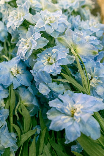 Blooming Delphinium, gentle flowers, curved foliage, vibrant blue, delphinium flowers, lush garden, close-up view, blue delphinium, garden setting, floral photography, nature photography