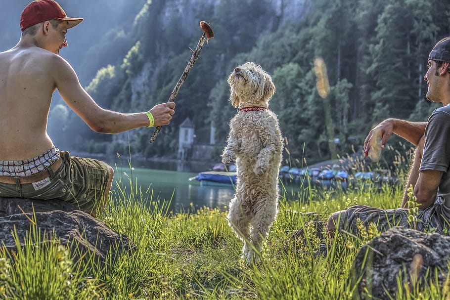 hdr, klöntal, royalti, bebas, hund, klöntaleree, berhenti, fotografi, Wendelin, kreatif