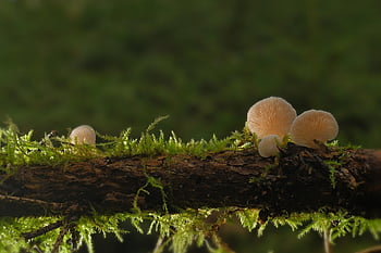 mushrooms, stubfoot, tree Fungi, branch, weathered, forest, fungal Science, growth, nature