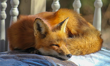 spící liška, červená Liška, detailní fotografie, veranda zábradlí, slunečný den, Serene Fox, venkovní fotografie, fotografování divoké zvěře, Spánek zvířat, přírodní scéna, liška odpočívá