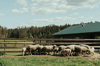sheep, green grass, farm pasture, wooden barn, rural setting, flock of sheep, sunny day, farm animals, grazing sheep, countryside, farm life