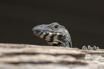 lace Monitor, lizard, reptile, scales, animal, goanna, wild, zoology, species, outdoors, nature