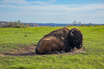 buvol, bizona, Příroda, národní park, Severní Dakota, pole, volně žijících živočichů