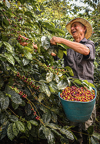 coffee beans harvest, Colombian farmer, ripe coffee cherries, Belalcazar, traditional agriculture, coffee plantation, coffee picking, coffee cherries, coffee harvest, coffee farmer, coffee bucket