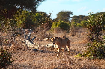 lion, kenya, safari, africa, steppe, nature, landscape, wilderness