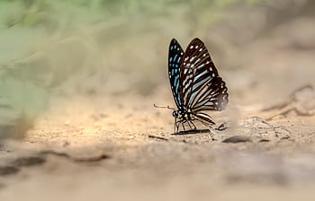 papillon, ailes, punaise, antennes, tropical, faune, de plein air, animal, parasite, examiner, tigre