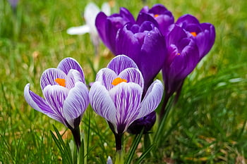 자주색 꽃, 생생한 보라색 크로커스, 봄의 꽃, 무성한 초원, 자연의 아름다움, 보라색의 crocus 꽃, 봄 꽃, 초원 꽃, 보라색 꽃, 봄 초원, 크로커스 꽃이 핀다
