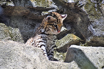 zvíře, Příroda, ocelot, Kočkovitý, divoká kočka, kotě, mládě, volně žijících živočichů, místo výskytu, srst, krajina