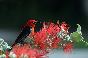 scharlaken honingeter, rode bloemen, detailopname, levendige kleuren, natuur, vogel, rood en zwart, dieren in het wild, bloemen, neergestreken, levendig