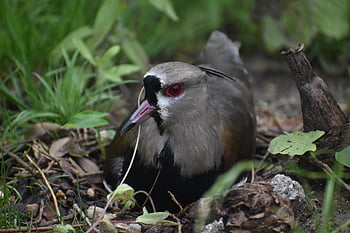 pták, zobák, účtovat, exotický, ohroženy, tropický, fauna, barvitý, zoo, divoký, sedící