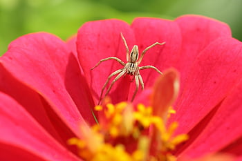 spider, hunt, flower, nature, blossom, bloom, arachnid, flower Background, small, quickly, wolf Down