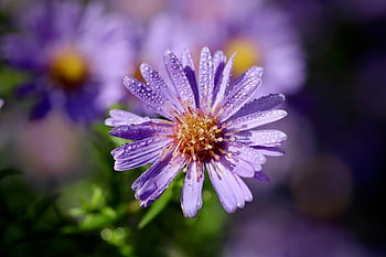 aster, smooth Leaf Aster, dewdrop, virginia Aster, waterdrop, new Belgian Aster, raindrop, symphyotrichum Novi-belgii, purple Flower, petals, blue Blossom