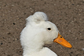 anatra tufted, anatra, bianca, pollame, natura, uccelli acquatici, piume, divertente, uccello, becco