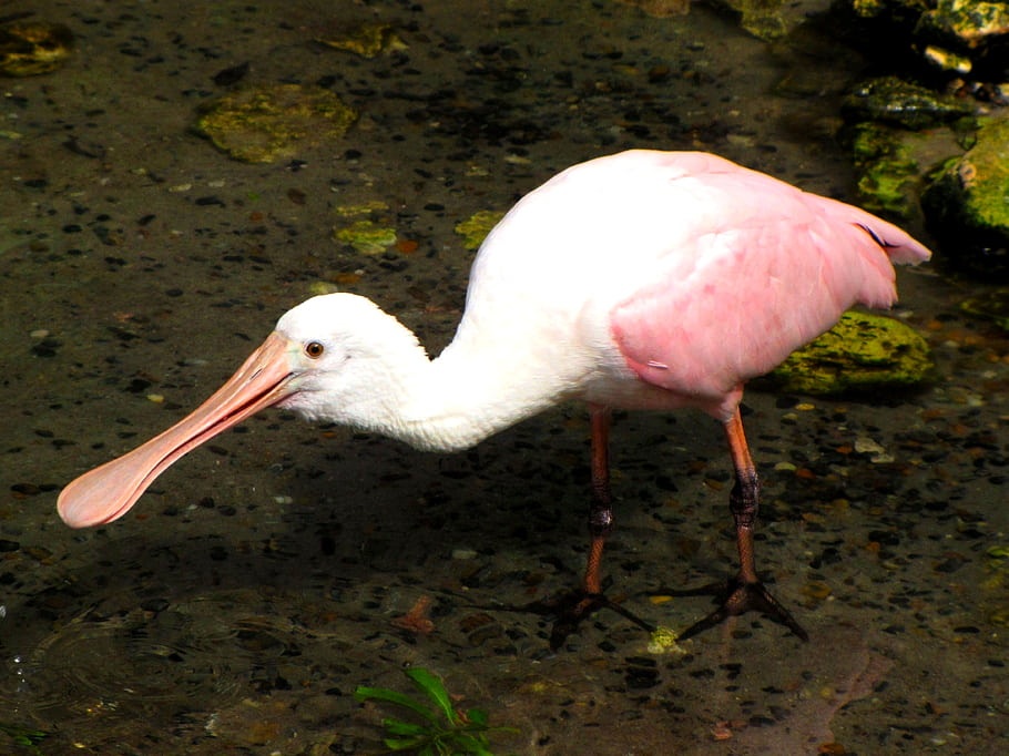 ばら色のスプーンビル、 ピンクの鳥、 フロリダ野生動物、 渡り鳥、 羽毛の羽、 エルモサスプリングスパーク、 プロのプルームハンター、 繁殖ペア、 法的保護、 横方向の動き、 獲物のアイテム