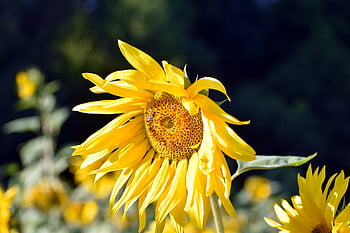 sunflower, petals, leaves, nature, foliage, blossom, sunshine, sunflower Field, flora, bloom