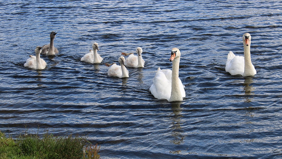 cigno, animale, natura, rostock, piuma, erba, acqua, Riva del fiume, blu, bianca, contrasto
