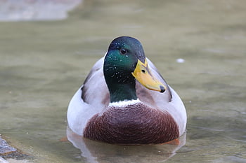 mallard, itik jantan, kolam, bebek, bebek jantan, burung, unggas air, burung air, hewan, berenang, air