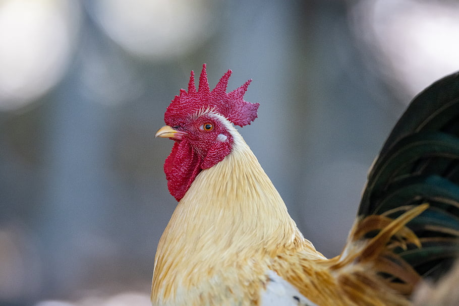rooster, animal, portrait, close up, bird, head, beak, cock, farm, comb, feathers