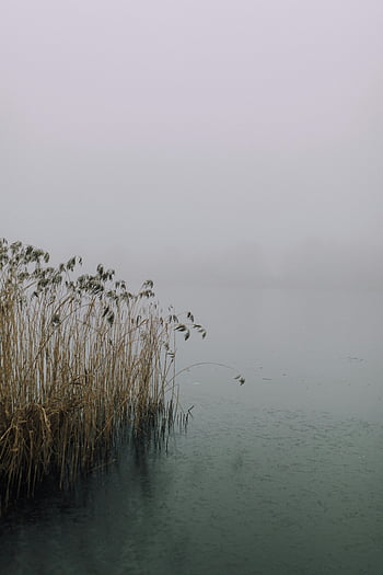 Misty podmokłe, instrumenty stroikowe, spokojna woda, świt, Tematy przyrody, spokojny widok, Płytkie wody, rośnie trawa, Scena podmokłe, naturalny krajobraz, spokojne środowisko