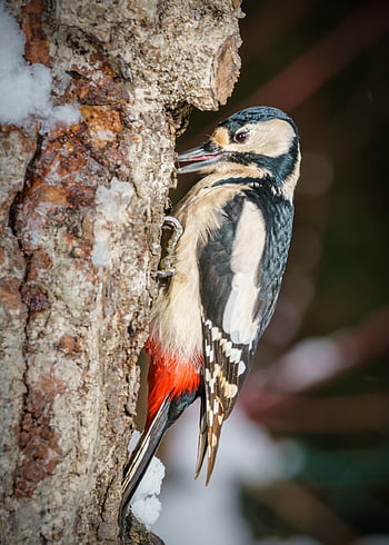 woodpecker, bird, trunk, great Spotted Woodpecker, animal, wildlife, feathers, plumage, bark, tree, nature