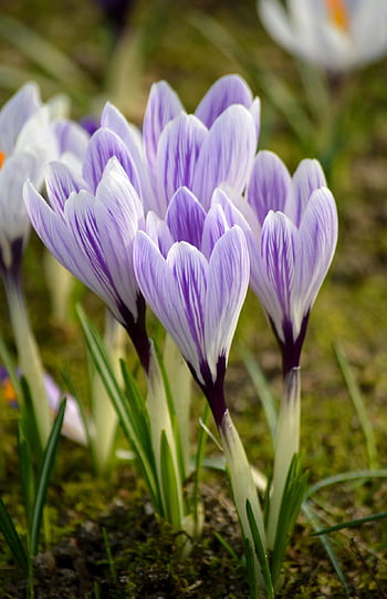 crocuses, ปลูก, กลีบดอก, ธรรมชาติ, ใกล้ชิด, ฤดูใบไม้ผลิ, crocuses ลาย, พื้นหลัง, พฤกษศาสตร์, crocuses สีม่วง, ดอกไม้