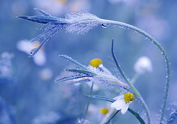 meadow, chamomile, blossoms, drops, waterdrop, dew, dewdrop, nature