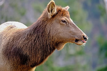 wapiti, deer, wild, tongue, wildlife
