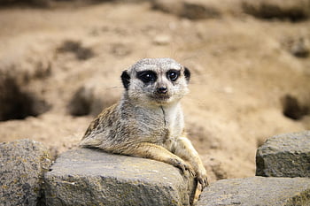 meerkat, animal, wildlife, suricate, mongoose, mammal, wilderness, nature