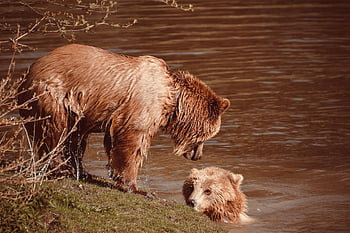 orso, orso bruno, animale selvaggio, pericoloso, pelliccia, natura, foresta, animale, parco faunistico