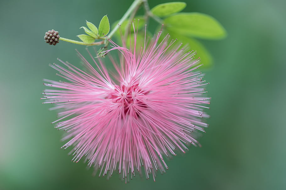 flowers, nature, bokeh, garden, outdoor, closeup, macro, abstract, pink flower, Zeiss lens, Makro Planar