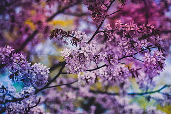 purple petaled flower, close-up, lilac blossoms, spring, daytime, colorful, branches, nature, floral, outdoor, beauty