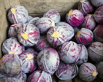 Fejes káposzta, vöröskáposzta, zöldségek, élelmiszer, egészséges, bio, természet