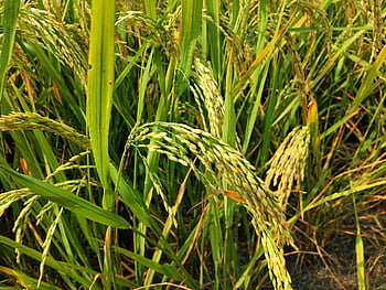 paddy Fields, paddy Field, paddy, paddy Grains, grains Of Paddy, rice Seeds, paddy Seeds, fields, paddy Field India, indian Paddy