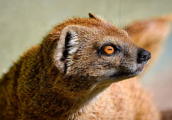 mongoose, yellow Mongoose, red Meerkat, carnivore, hunter, predator, mammal, animal, nature, species, wildlife