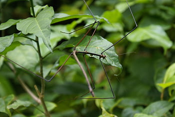 phasmids, stick Insects, canes, bug Sticks, nature, bugs, insects, stick Insect