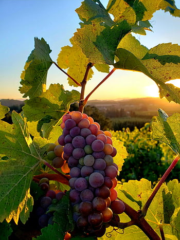 purple grapes, Oregon vineyard, sunset background, ripe grapes, harvest season, close-up grapes, grape cluster, vineyard scenery, grape leaves, grape harvest, Oregon grapes