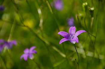 bellflowers, purple Flowers, garden, nature, bloom, wildflowers, plants, flora