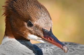 merganser, mergus Merganser, duck Bird, duck, male, drake, water Bird, animal, water, bird, nature