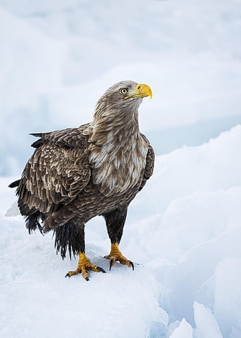 aigle à queue blanche, Aigle, oiseau, haliaeetus albicilla, animal, oiseau de proie, rapace, faune, prédateur, la nature, fauconnerie