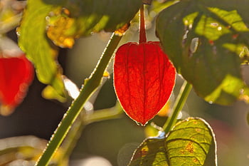 květ, lampionblume, listy, rostlin, okrasné rostliny, květinové pozadí, květinové tapety, krásné květiny, flóra, physalis alkekengi, Příroda