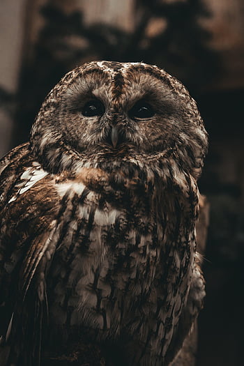 tawny owl, hnědá sova, posazený, zachránil, peří, starý, moudrý, dravý pták, lovec, dravec, roztomilý