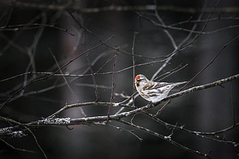 redpoll, carduelis flammea, pták, zimní, les, sníh, stromy, Červené, jeden, sama, drobný