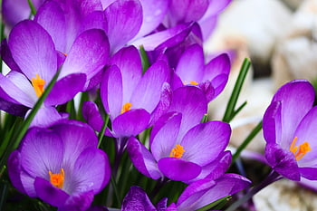 crocus, crocus Flowers, spring, flower Background, purple, flower, early Bloomer, park, signs Of Spring, blossoms, crocuses