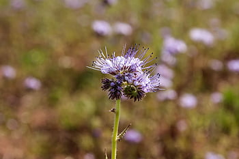 květ, tansy phacelia, květinové tapety, všívané krásné, všívaná květina, fialový, včela příteli, květinové pozadí, včelařská rostlina, Včelí pastviny, květy