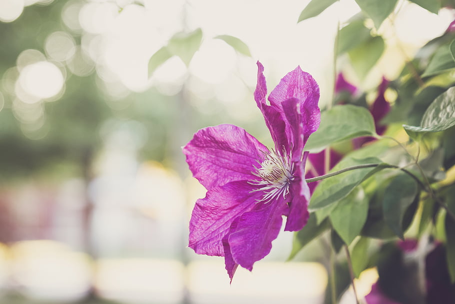 purple, flower, close, background, macro, plant, floral, close up, botany, wallpaper, organic