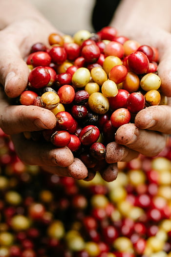 coffee berries, coffee cherries, coffee harvest, ripe coffee, vibrant coffee, coffee fruit, coffee picking, coffee production, coffee farming, coffee beans, coffee cherries close-up
