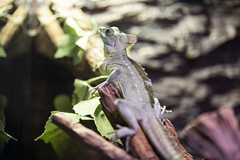 lucertola, iguana, rettile, animale, esotico, Drago, creatura, natura, tropicale, squamoso, selvaggio