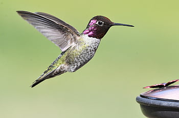 hummingbird, bird, wings, wildlife, birdwatching, animal, outdoor, avian, nature, washington, wing